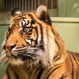 Praag: Dierentuin van Praag audiogids met e-ticket