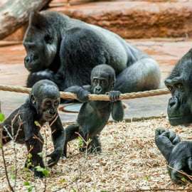 Dierentuin Praag met voorrangsticket in de wijk Troja