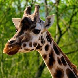 Praag: Dierentuin van Praag audiogids met e-ticket
