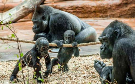 Dierentuin Praag: Voorrangsticket voorrangstoegang
