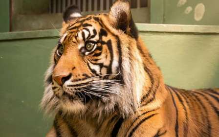 Praag: Dierentuin van Praag audiogids met e-ticket