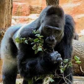 Praag: Dierentuin van Praag audiogids met e-ticket