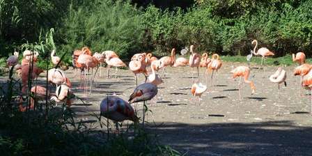 Zoo van Praag