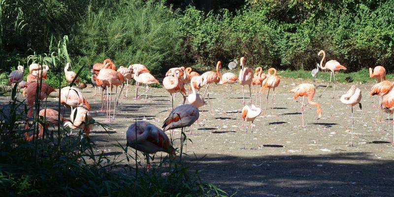 Zoo van Praag