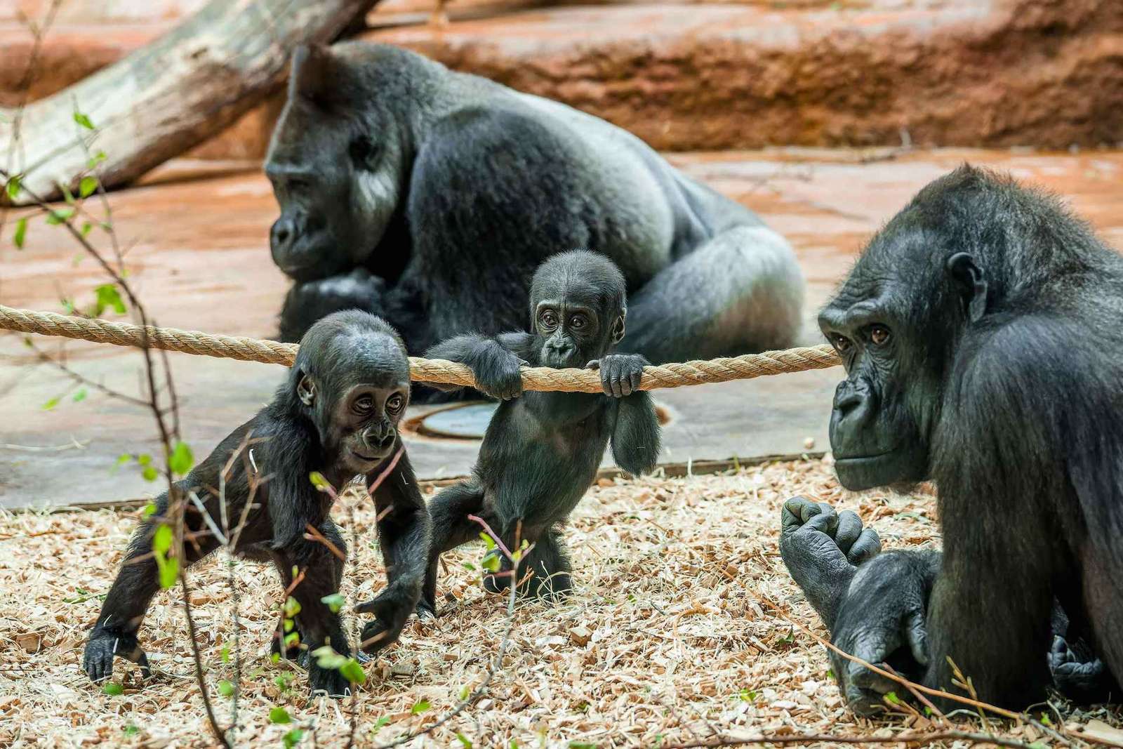 Dierentuin Praag met voorrangsticket in de wijk Troja